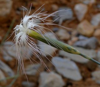 Dianthus crinitus Sm. [6/8]