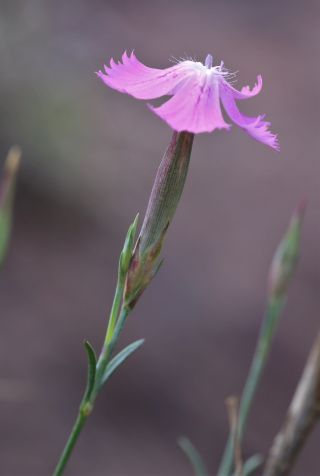Dianthus lusitanus Brot. [8/8]