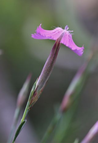 Dianthus lusitanus Brot. [6/8]