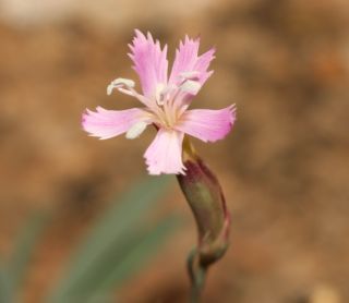 Dianthus lusitanus Brot. [10/12]