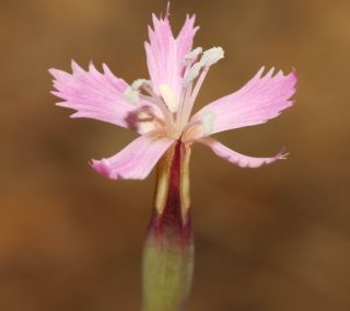 Dianthus lusitanus Brot. [12/12]