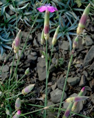 Dianthus sylvestris Wulfen subsp. boissieri (Willk.) Dobignard [2/5]