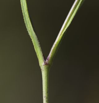 Eudianthe coelirosa (L.) Rchb. [3/11]