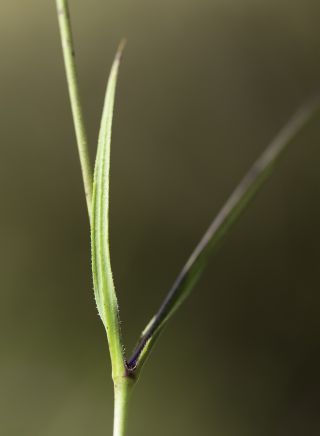 Eudianthe coelirosa (L.) Rchb. [4/11]