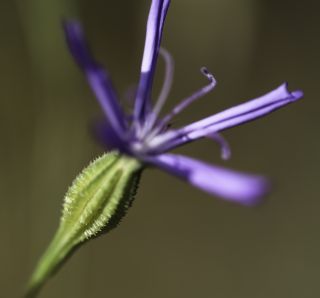 Eudianthe coelirosa (L.) Rchb. [6/11]