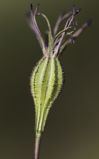 Eudianthe coelirosa (L.) Rchb. [9/11]