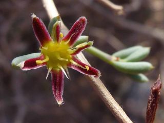 Gymnocarpos decander Forsskal [6/11]