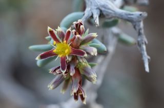 Gymnocarpos decander Forsskal [5/11]