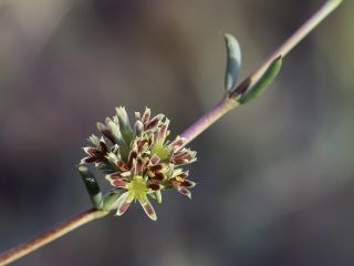 Gymnocarpos decander Forsskal [3/11]