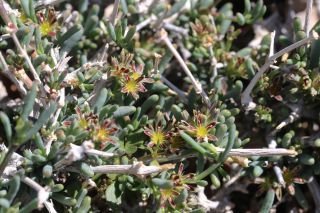 Gymnocarpos decander Forsskal [10/11]