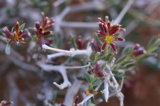 Gymnocarpos decander Forsskal [11/11]