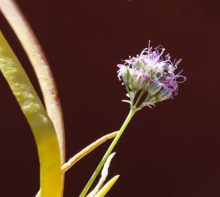 Gypsophila struthium Loefl. subsp. struthium [11/13]