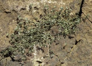 Minuartia tenuissima (Pomel) Mattf. subsp. tenuissima [3/10]