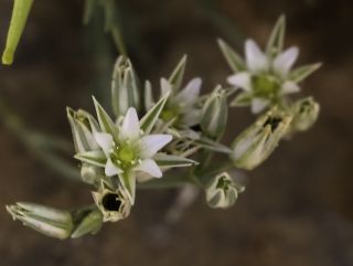 Minuartia tenuissima (Pomel) Mattf. subsp. tenuissima [8/10]