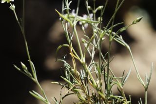 Minuartia verna subsp. kabylica (Pomel) Maire & Weiller [3/5]