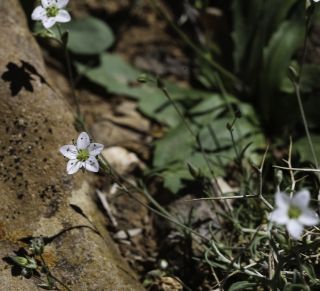 Minuartia verna subsp. kabylica (Pomel) Maire & Weiller [4/5]