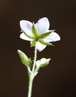 Minuartia verna subsp. kabylica (Pomel) Maire & Weiller [5/5]