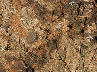 Petrorhagia illyrica (Ard.) P.W. Ball & Heywood subsp. angustifolia (Poiret) P.W. Ball & Heywood [1/11]