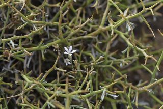 Petrorhagia illyrica (Ard.) P.W. Ball & Heywood subsp. angustifolia (Poiret) P.W. Ball & Heywood [3/11]