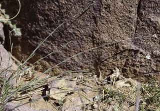 Petrorhagia illyrica (Ard.) P.W. Ball & Heywood subsp. angustifolia (Poiret) P.W. Ball & Heywood [5/11]