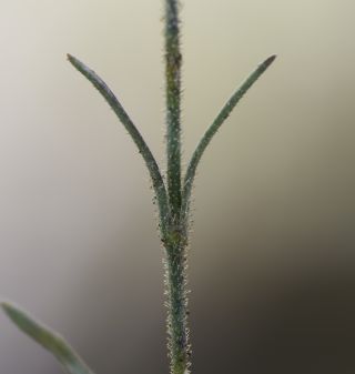 Petrorhagia illyrica (Ard.) P.W. Ball & Heywood subsp. angustifolia (Poiret) P.W. Ball & Heywood [8/11]