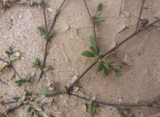 Polycarpaea robbairea (Kuntze) Greuter & Burdet [3/11]