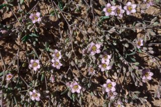 Polycarpaea robbairea (Kuntze) Greuter & Burdet [4/11]