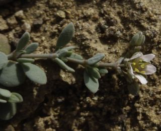 Polycarpaea robbairea (Kuntze) Greuter & Burdet [7/11]