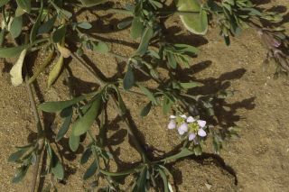 Polycarpaea robbairea (Kuntze) Greuter & Burdet [8/11]