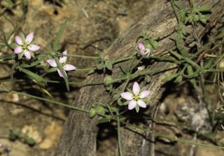 Rhodalsine geniculata (Poir.) F.N. Williams [7/13]
