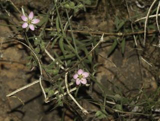 Rhodalsine geniculata (Poir.) F.N. Williams [8/13]