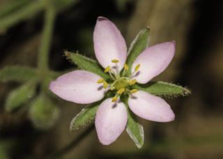 Rhodalsine geniculata (Poir.) F.N. Williams [9/13]