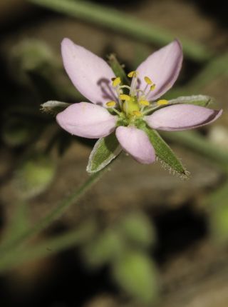 Rhodalsine geniculata (Poir.) F.N. Williams [10/13]