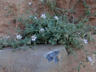 Rhodalsine geniculata (Poir.) F.N. Williams [1/11]