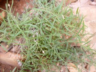 Rhodalsine geniculata (Poir.) F.N. Williams [3/13]