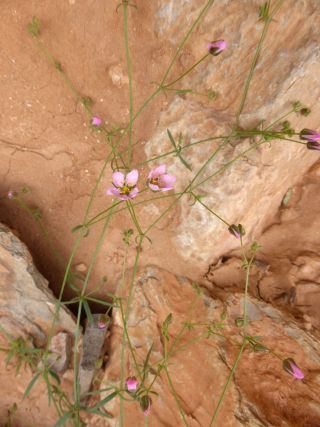 Rhodalsine geniculata (Poir.) F.N. Williams [4/13]