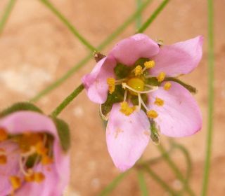 Rhodalsine geniculata (Poir.) F.N. Williams [5/13]