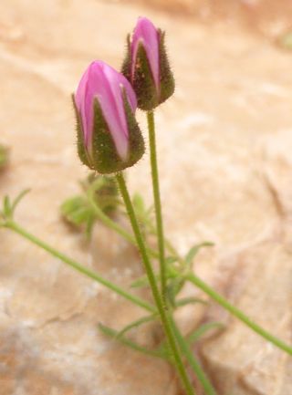 Rhodalsine geniculata (Poir.) F.N. Williams [6/13]