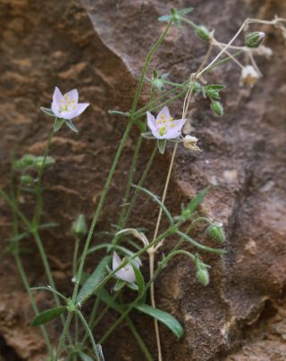 Rhodalsine geniculata (Poir.) F.N. Williams [12/13]