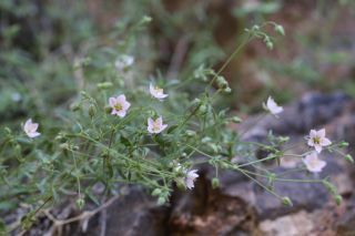 Rhodalsine geniculata (Poir.) F.N. Williams [11/13]