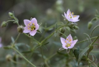 Rhodalsine geniculata (Poir.) F.N. Williams [13/13]