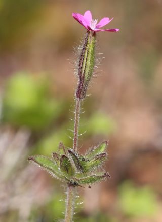 Silene aellenii Sennen [2/3]