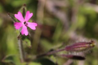 Silene aellenii Sennen [3/3]