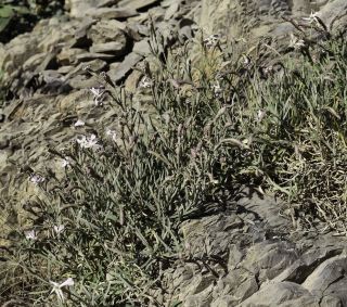 Silene boryi Boiss. subsp. boryi [2/13]