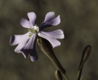 Silene boryi Boiss. subsp. boryi [7/13]