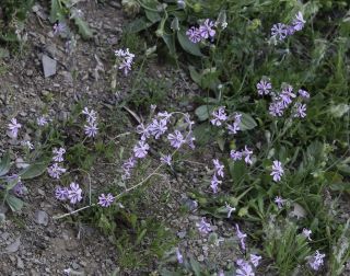 Silene colorata subsp. trichocalycina (Fenzl) Maire [1/10]