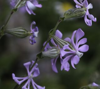 Silene colorata subsp. trichocalycina (Fenzl) Maire [6/10]