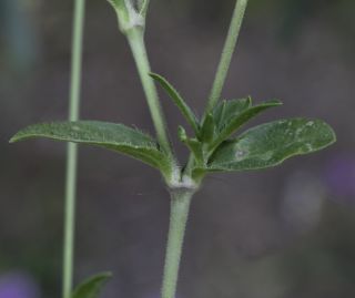 Silene colorata subsp. trichocalycina (Fenzl) Maire [4/10]