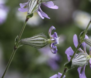 Silene colorata subsp. trichocalycina (Fenzl) Maire [8/10]