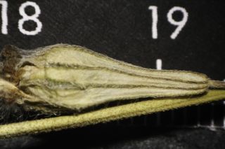 Silene colorata subsp. trichocalycina (Fenzl) Maire [9/10]